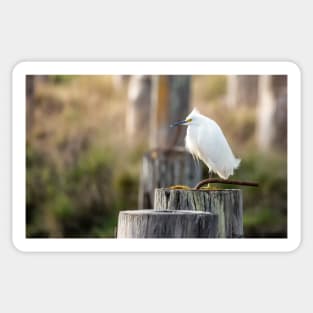 Snowy Egret on a Piling Sticker